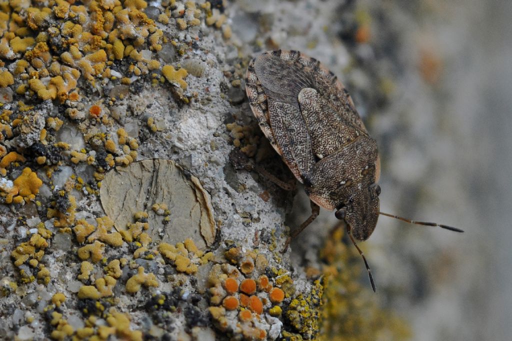 Pentatomidae da id